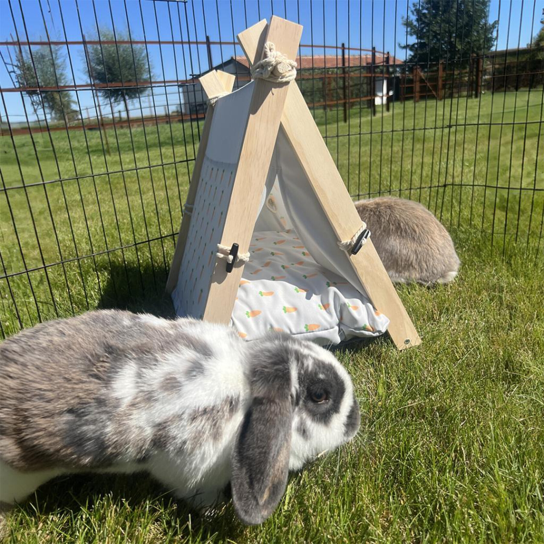 Cage pour rongeurs et lapins Duvoplus Carrot Tipi