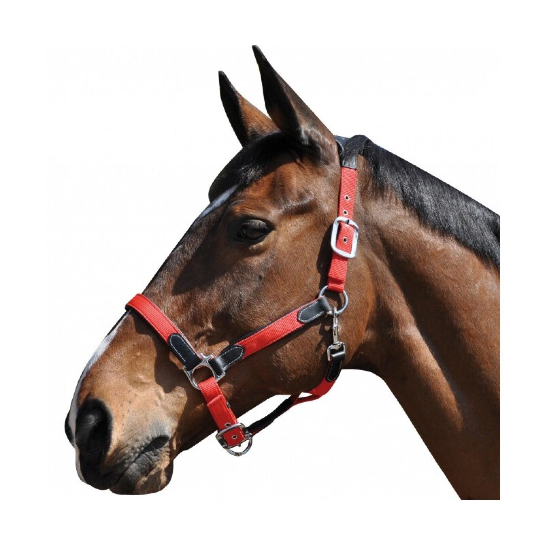 Licol pour cheval nylon/cuir Flags&Cup