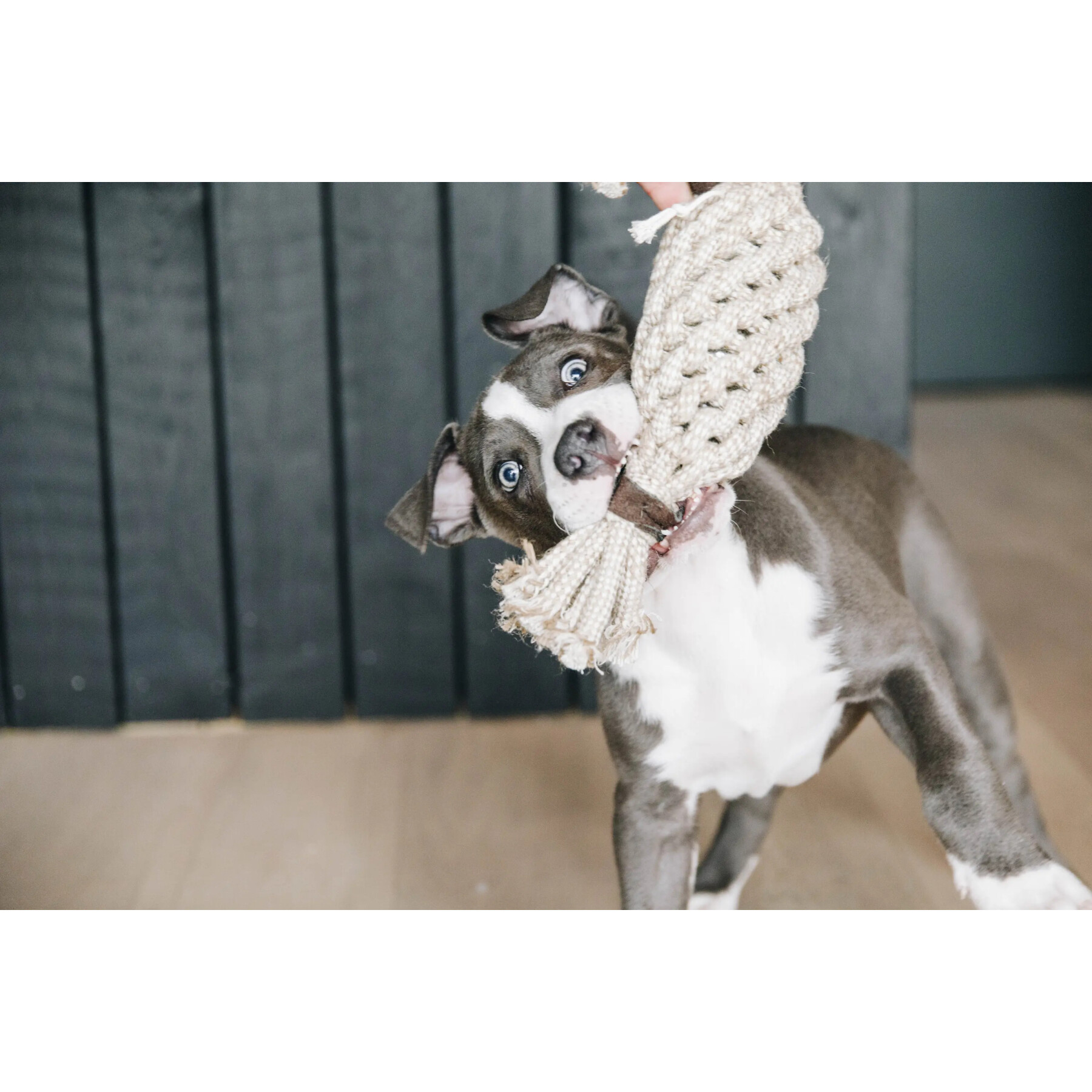 Jouet pour chien Kentucky Dogwear Cotton Rope Pineapple