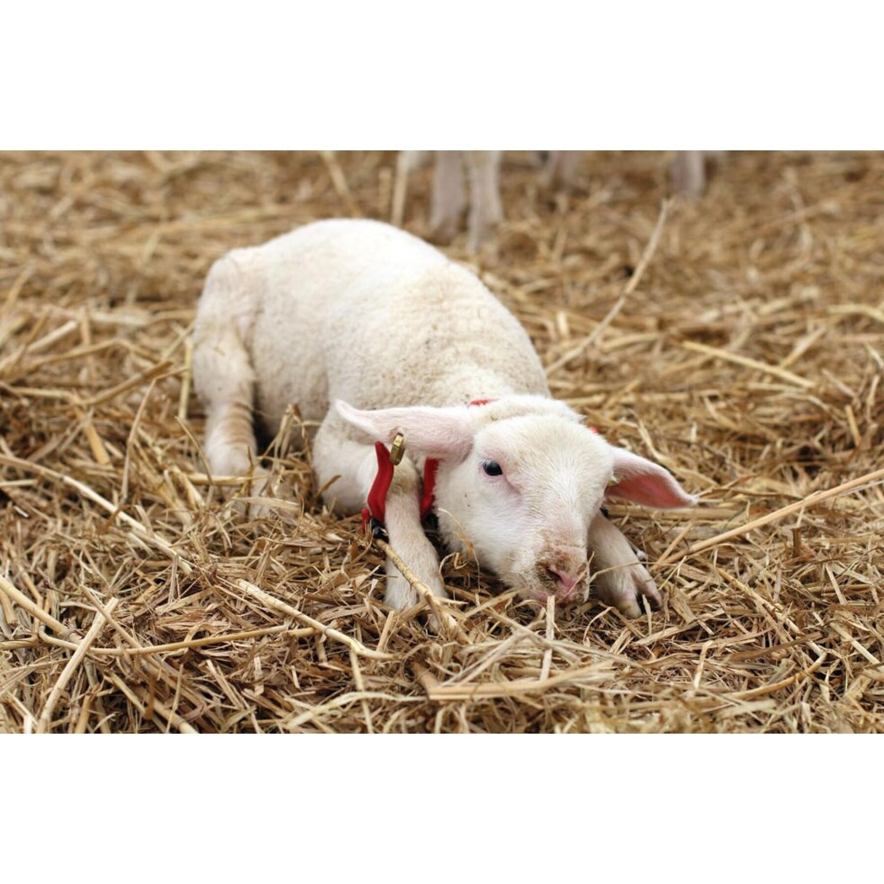 Entraves moutons moutons/agneaux Kerbl
