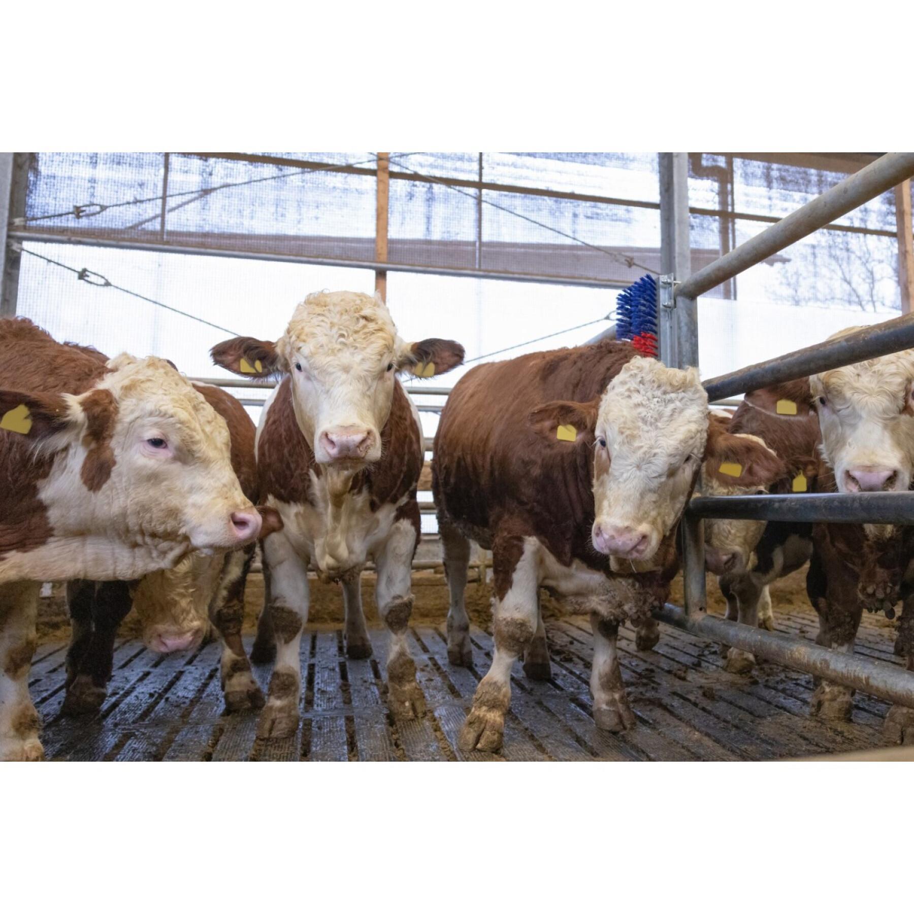 Brosse pour élevage bovins selon Kerbl Bully ITW