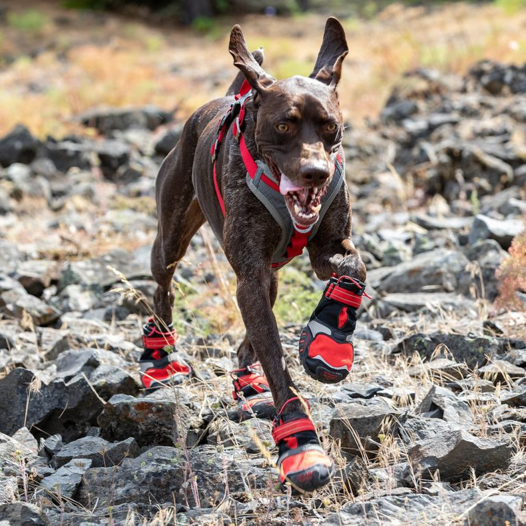 Chaussures de trail pour chien Kurgo Blaze (x2)