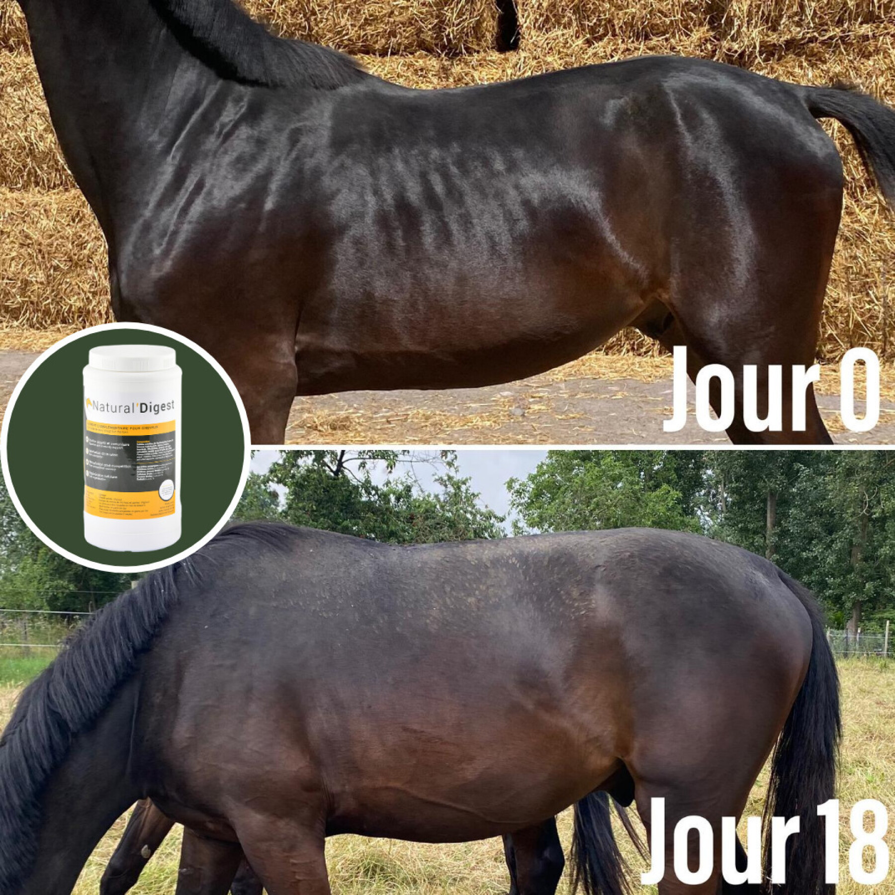 Complément alimentaire digestion pour cheval Natural Innov Natural'Digest