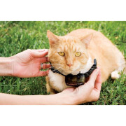 Kit de clôture anti-fugue pour chat PetSafe Premium